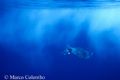 Mobula mobular